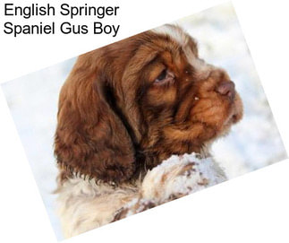 English Springer Spaniel Gus Boy