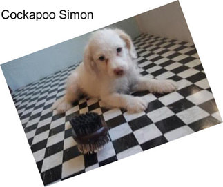 Cockapoo Simon