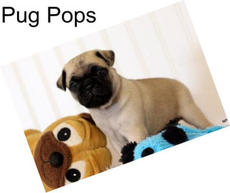 Pug Pops