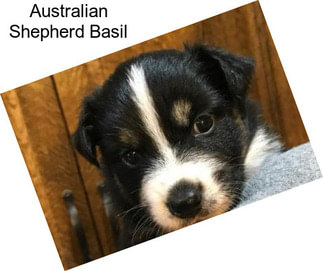 Australian Shepherd Basil
