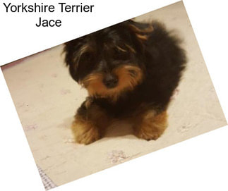 Yorkshire Terrier Jace