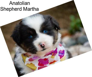 Anatolian Shepherd Martha