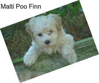 Malti Poo Finn