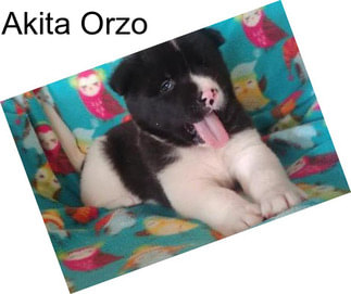 Akita Orzo