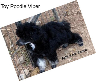 Toy Poodle Viper