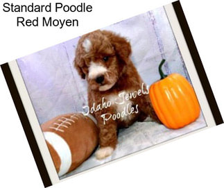 Standard Poodle Red Moyen
