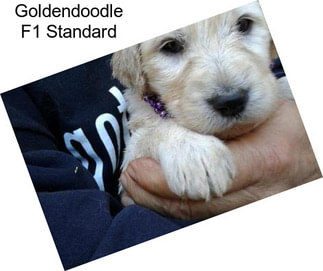 Goldendoodle F1 Standard