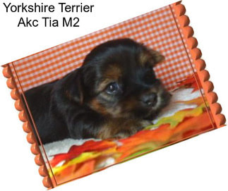 Yorkshire Terrier Akc Tia M2