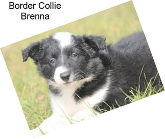 Border Collie Brenna