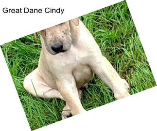 Great Dane Cindy