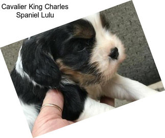 Cavalier King Charles Spaniel Lulu