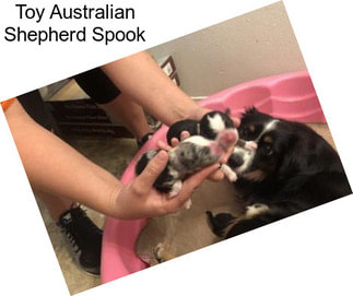 Toy Australian Shepherd Spook