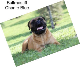 Bullmastiff Charlie Blue