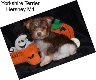 Yorkshire Terrier Hershey M1