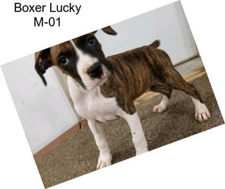 Boxer Lucky M-01