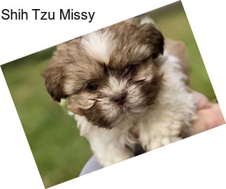 Shih Tzu Missy