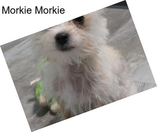 Morkie Morkie