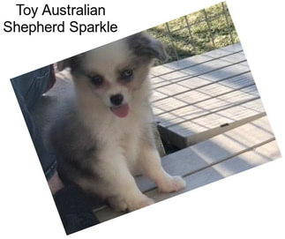 Toy Australian Shepherd Sparkle