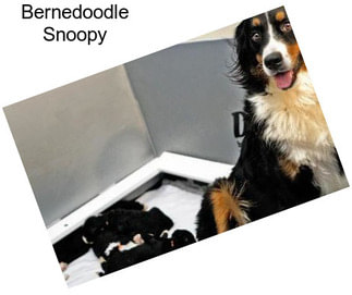 Bernedoodle Snoopy