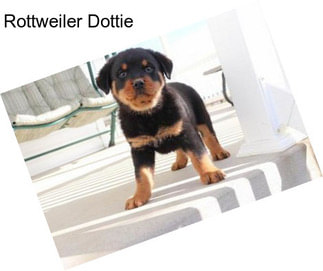 Rottweiler Dottie