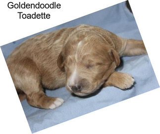 Goldendoodle Toadette