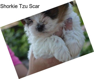 Shorkie Tzu Scar