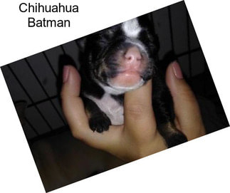 Chihuahua Batman