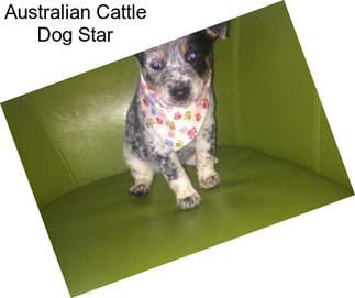 Australian Cattle Dog Star