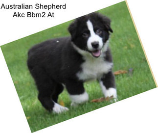 Australian Shepherd Akc Bbm2 At