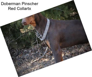 Doberman Pinscher Red Collartx