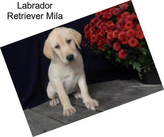 Labrador Retriever Mila