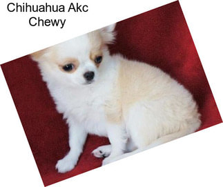 Chihuahua Akc Chewy