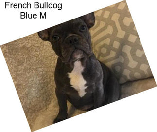 French Bulldog Blue M