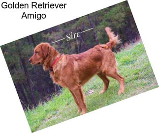 Golden Retriever Amigo