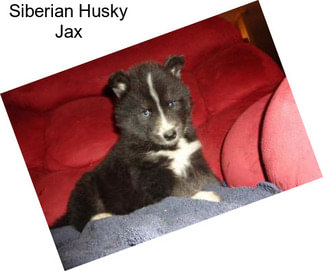 Siberian Husky Jax