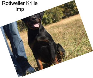 Rottweiler Krille Imp