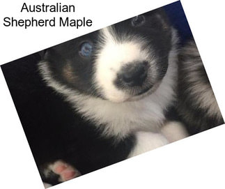 Australian Shepherd Maple