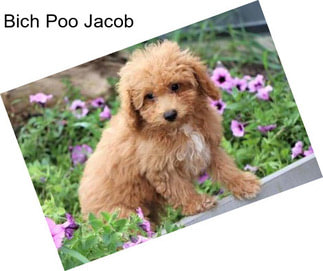 Bich Poo Jacob