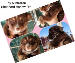 Toy Australian Shepherd Harlow Rtf