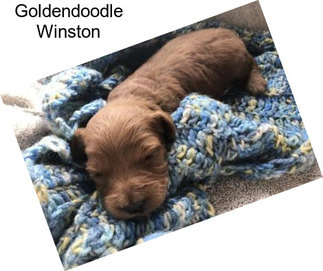 Goldendoodle Winston