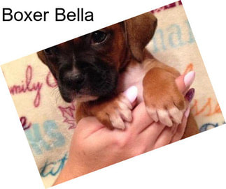 Boxer Bella