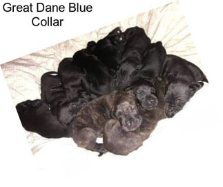 Great Dane Blue Collar