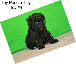 Toy Poodle Tiny Toy #4