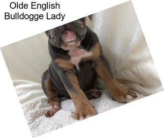 Olde English Bulldogge Lady