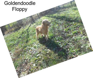 Goldendoodle Floppy