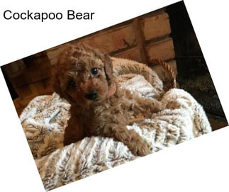 Cockapoo Bear