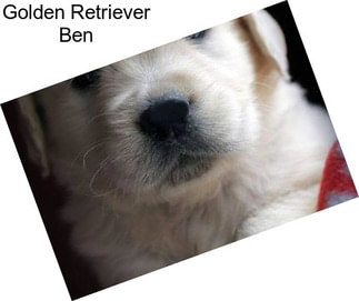 Golden Retriever Ben