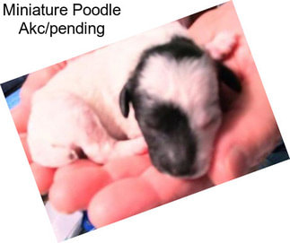 Miniature Poodle Akc/pending
