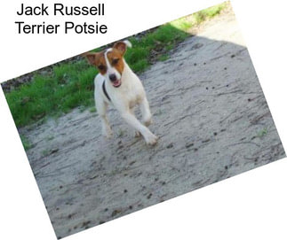 Jack Russell Terrier Potsie