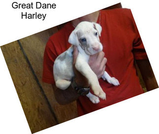 Great Dane Harley